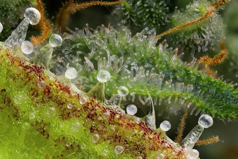 Quand apparaissent les trichomes