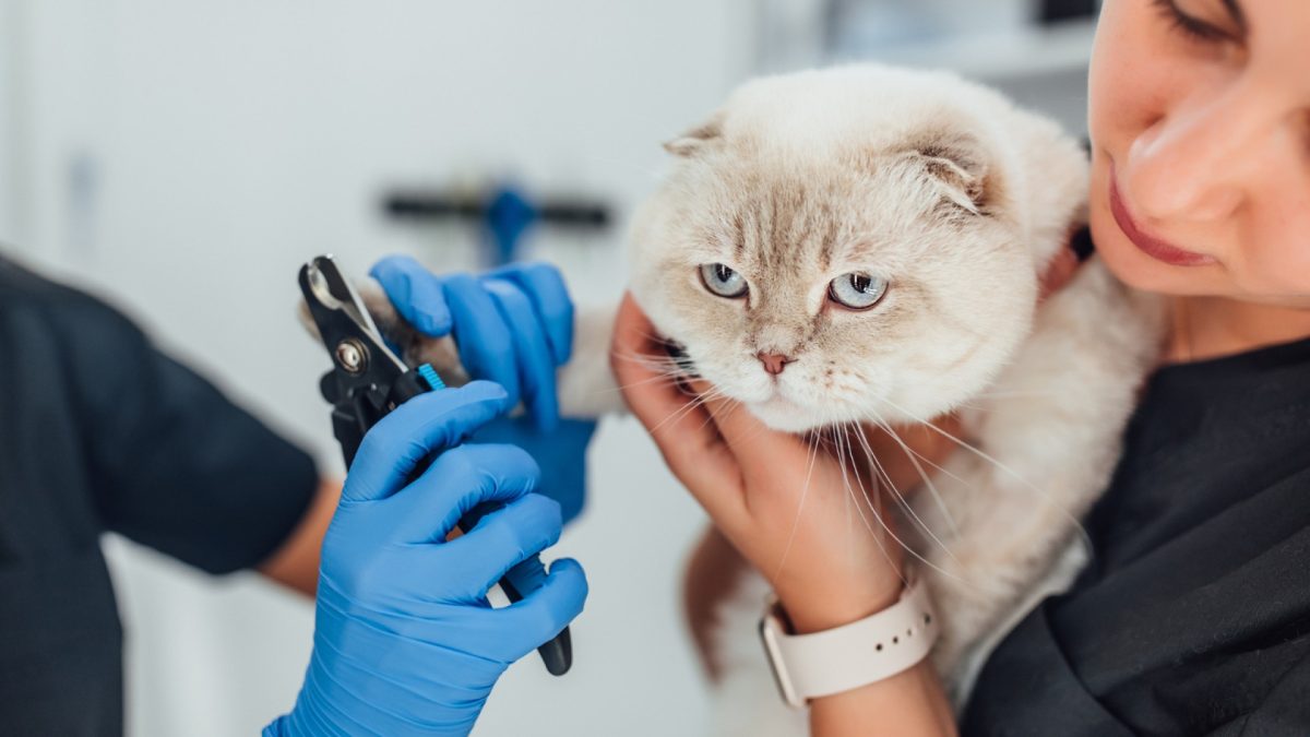 Tout savoir sur l’assurance animaux : protéger la santé de vos compagnons