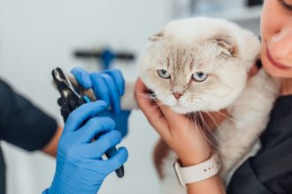Tout savoir sur l’assurance animaux : protéger la santé de vos compagnons
